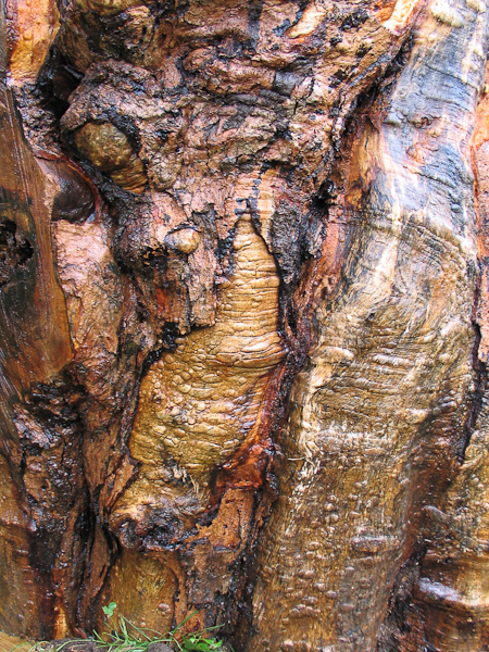 Quilted hard maple